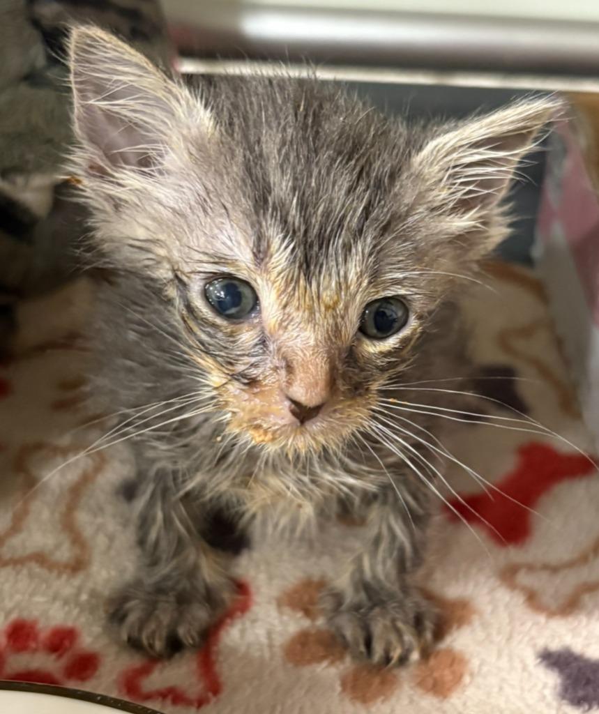Clarinet, a Adoptable mixed breed in Corpus Christi, TX image 1/6