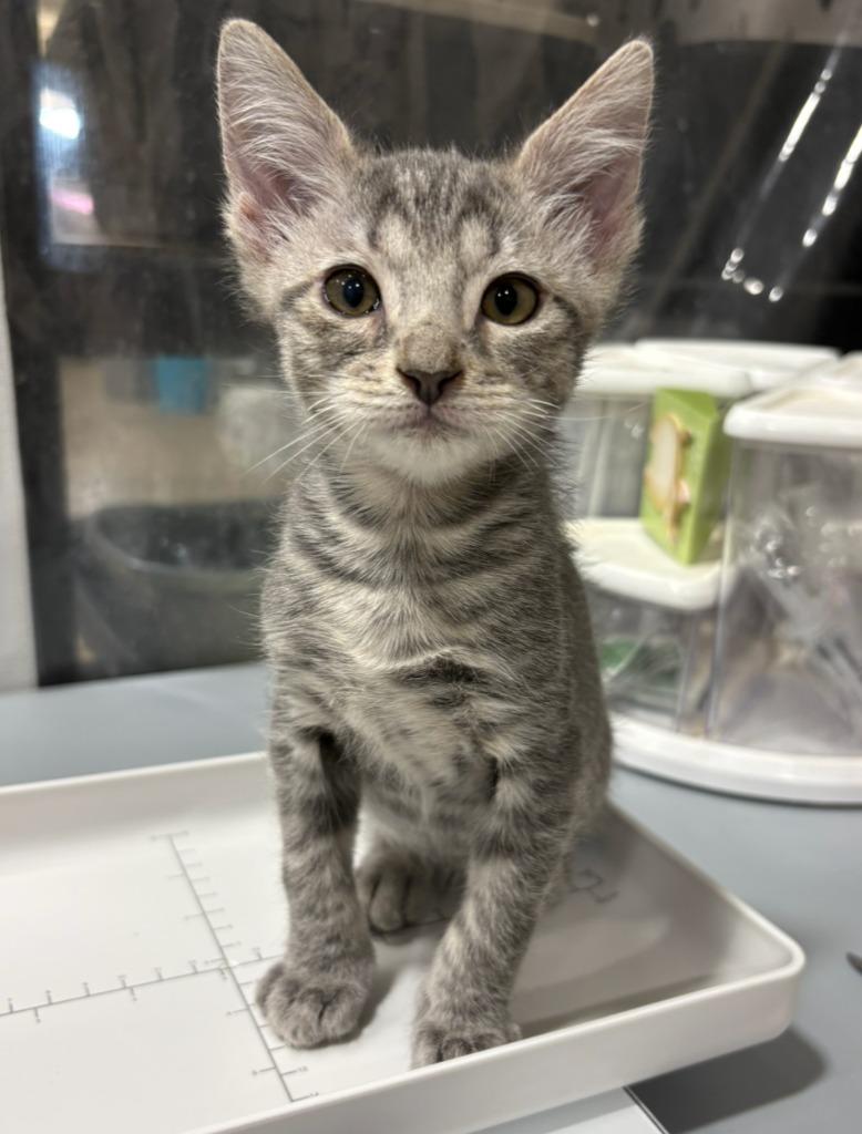 Clarinet, a Adoptable mixed breed in Corpus Christi, TX image 3/6