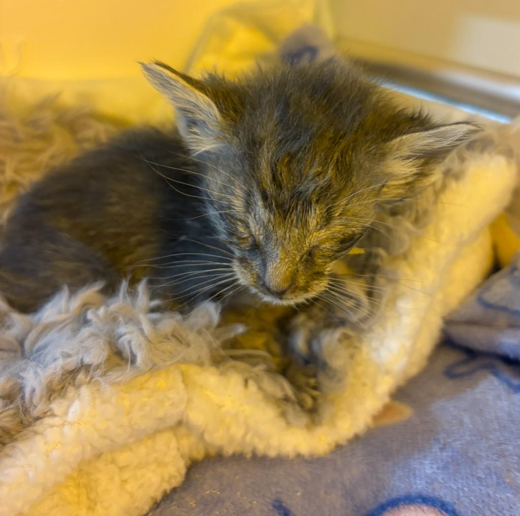 Clarinet, a Adoptable mixed breed in Corpus Christi, TX image 4/6