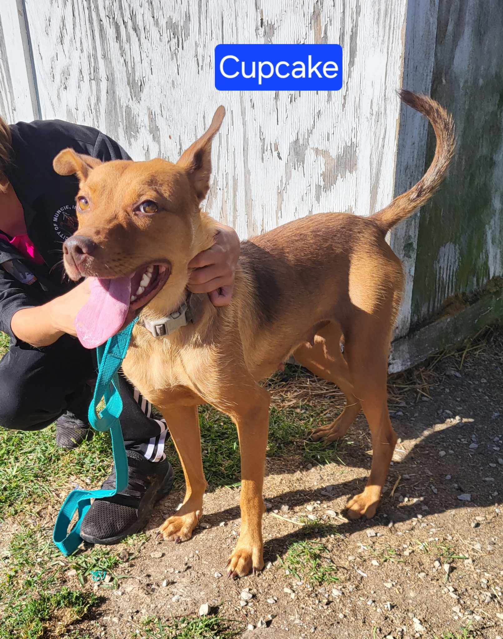 Animal Shelters Muncie Indiana 24 - 9gj97o7