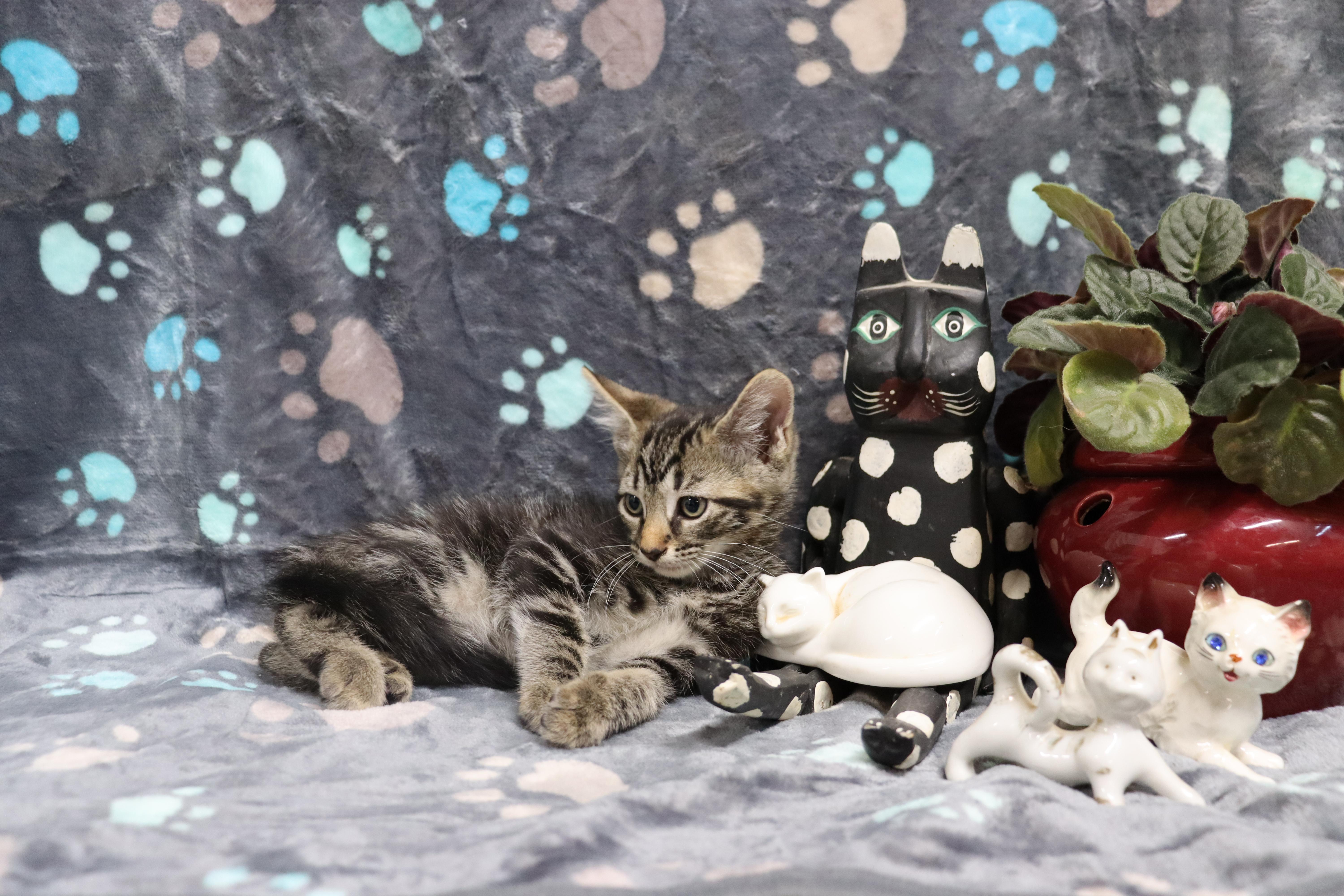 Enlarge Moe, a Adoptable Tiger in Allentown, PA image 4/5