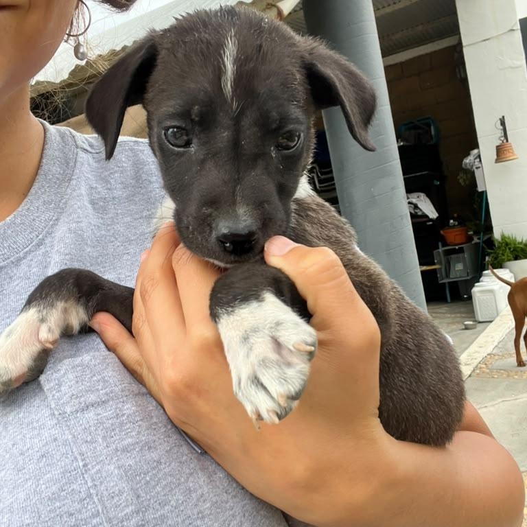 Oreo, an adopted mixed breed in Portage, WI image 2/6