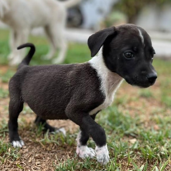Oreo, an adopted mixed breed in Portage, WI image 6/6