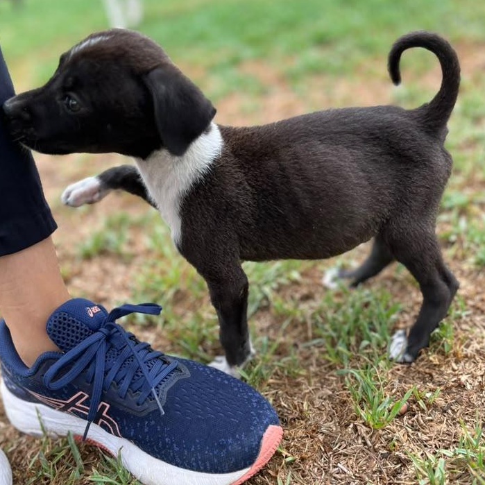 Oreo, an adopted mixed breed in Portage, WI image 5/6
