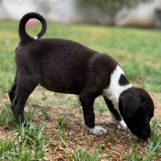 Oreo, an adopted mixed breed in Portage, WI image 4/6