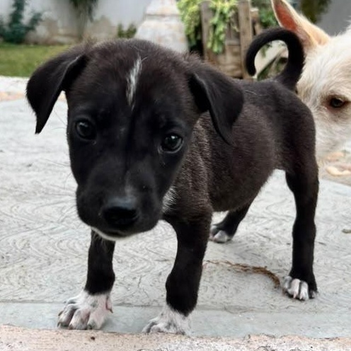 Oreo, an adopted mixed breed in Portage, WI image 3/6