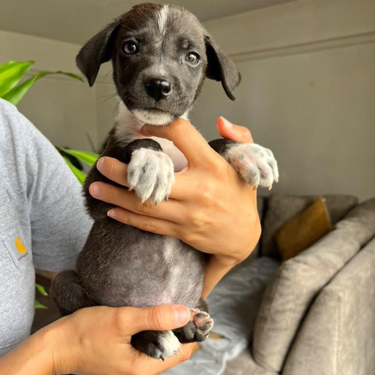 Oreo, an adopted mixed breed in Portage, WI image 1/6
