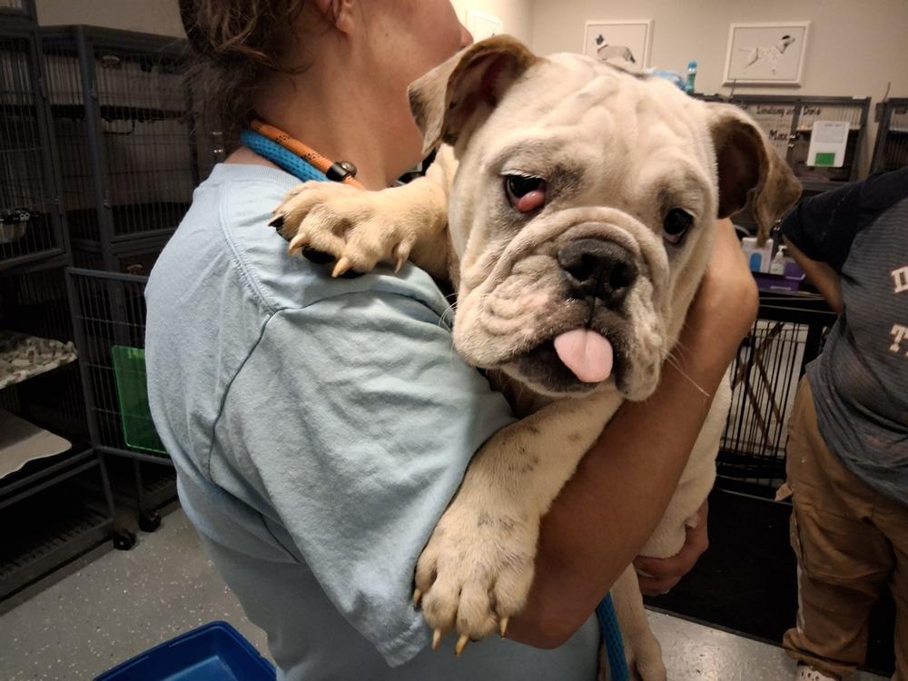 Enlarge Myles (Tucker), a Adopted English Bulldog in Clinton Township, MI image 1/1