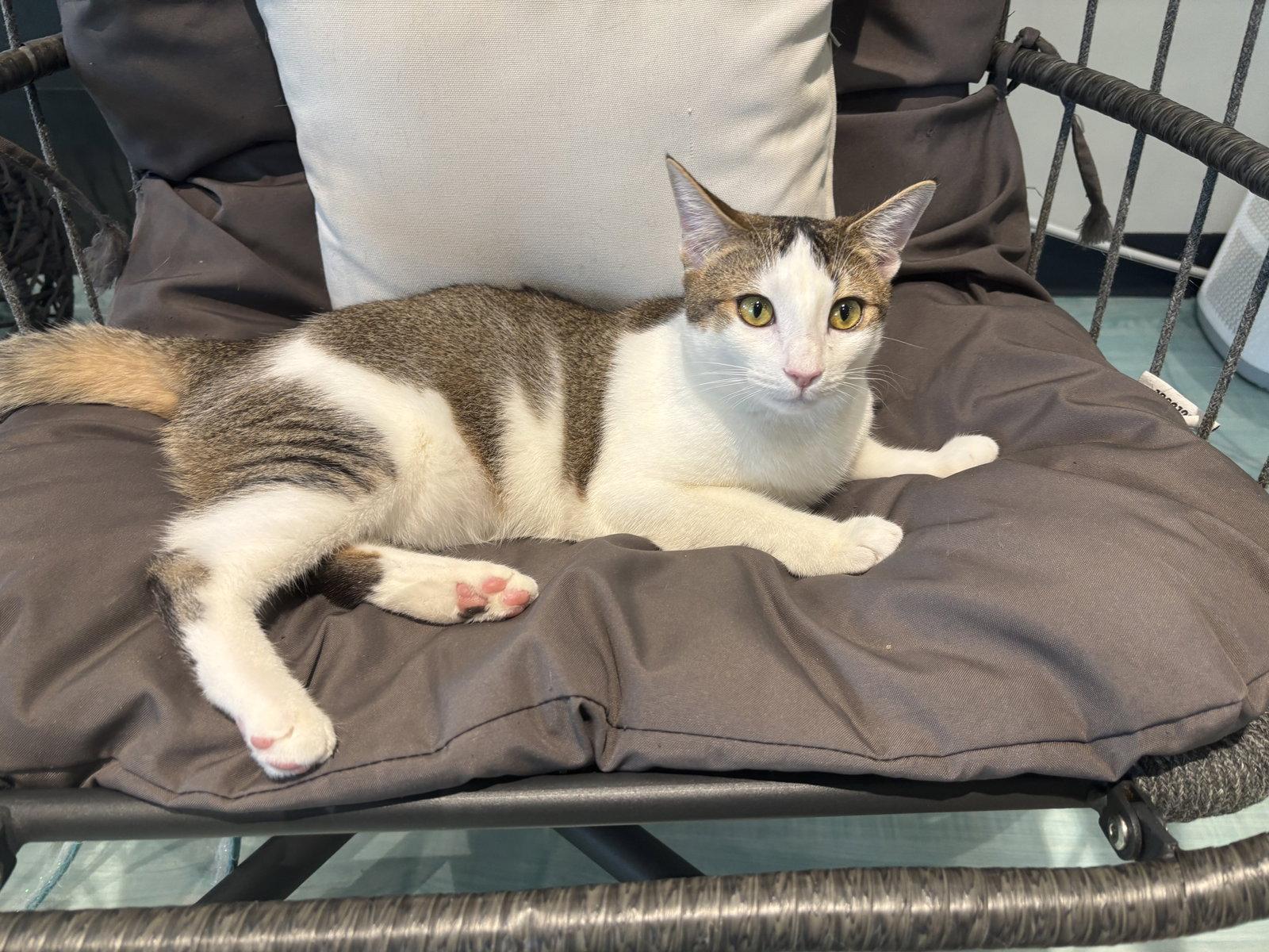 Sparkle, Adoptable, Young Female Domestic Short Hair.