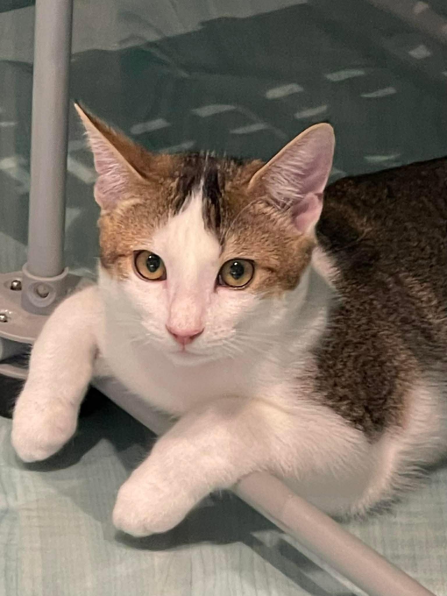 Sparkle, Adoptable, Young Female Domestic Short Hair.