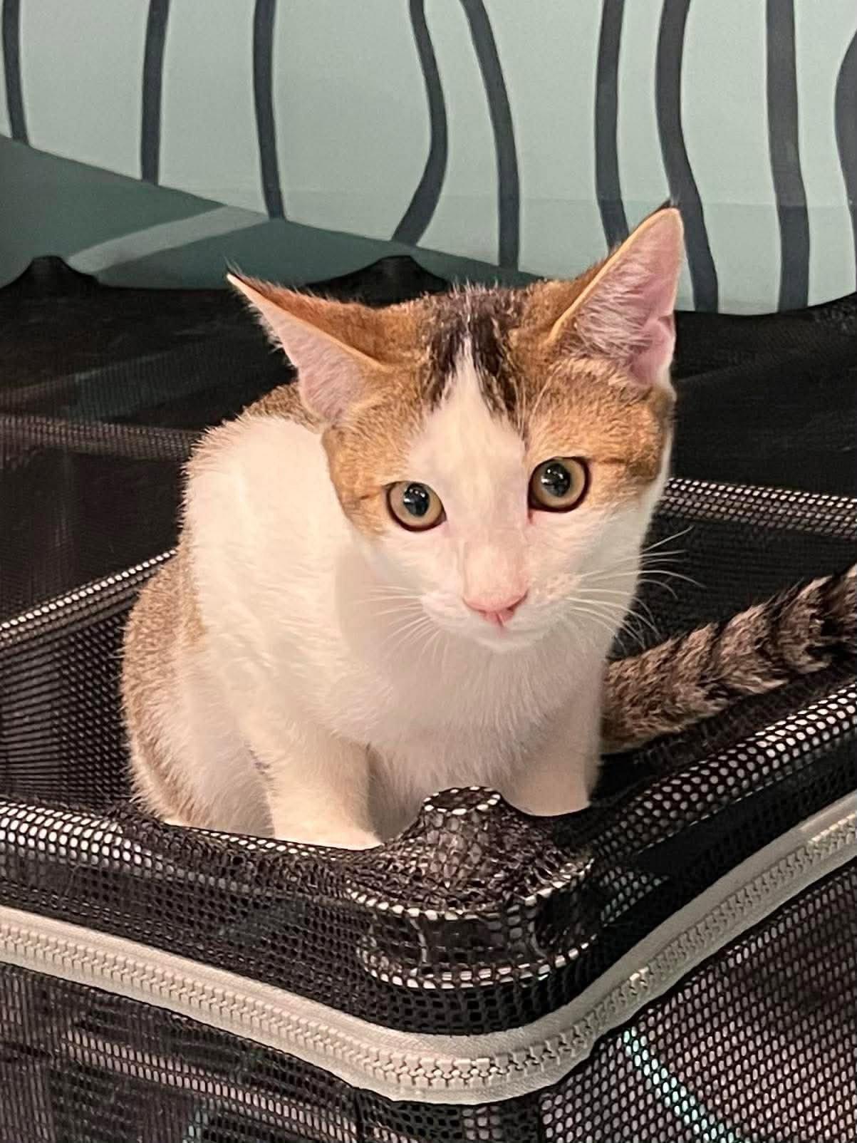 Enlarge Sparkle, a Adoptable Domestic Short Hair in Oakboro , NC image 2/3