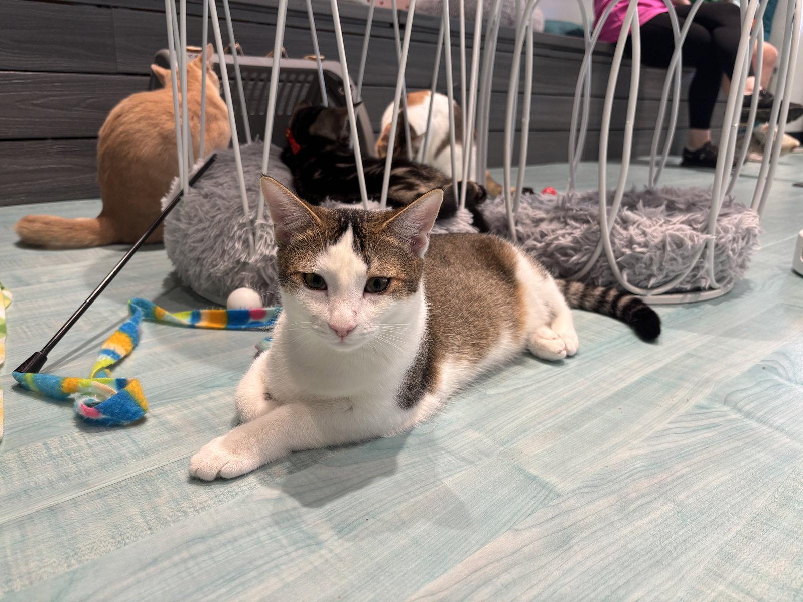 Enlarge Sparkle, a Adoptable Domestic Short Hair in Oakboro , NC image 2/3