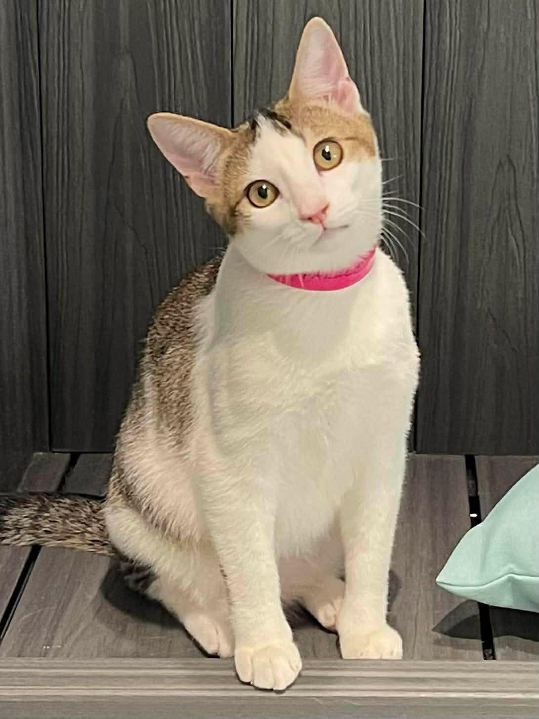 Enlarge Sparkle, a Adoptable Domestic Short Hair in Oakboro , NC image 3/3