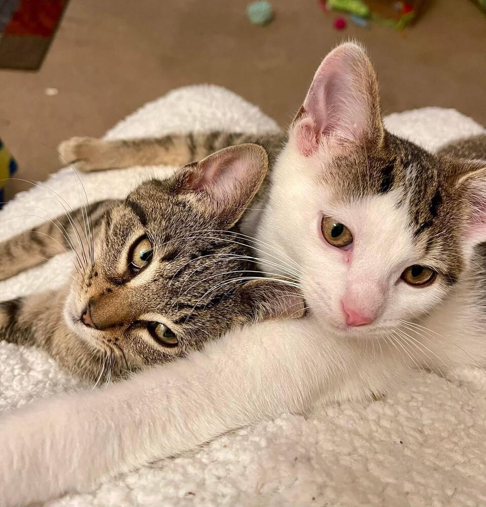 Toast Malone & Maple Syrup, Adoptable, Kitten Male Domestic Short Hair.