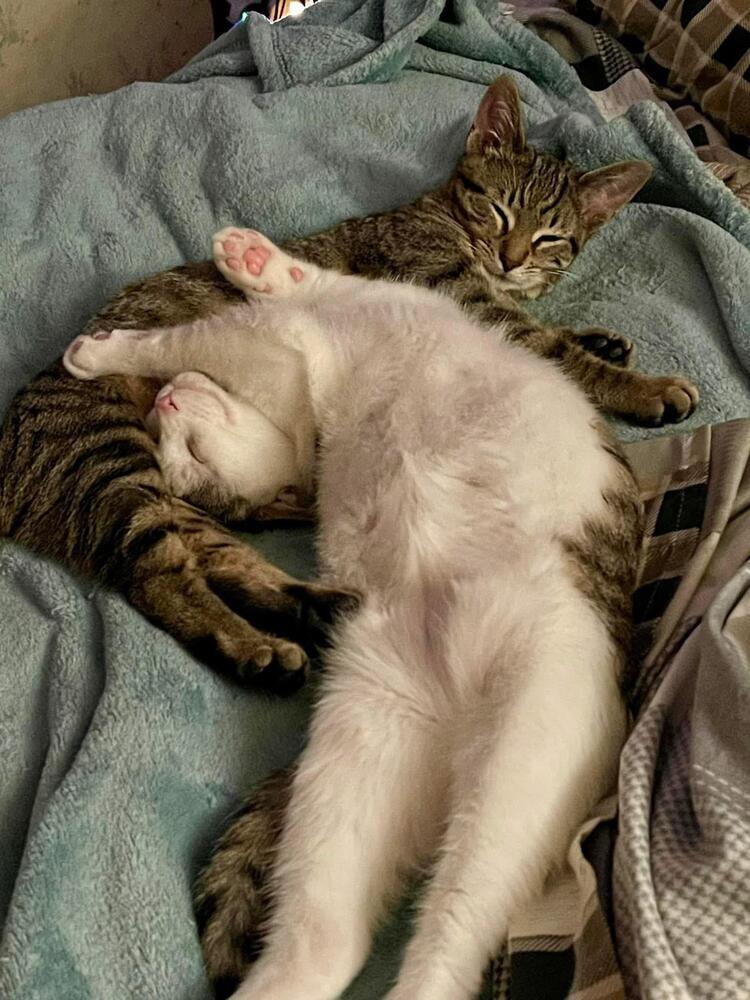 Enlarge Toast Malone & Maple Syrup, a Adoptable Domestic Short Hair in Grove City, OH image 2/4