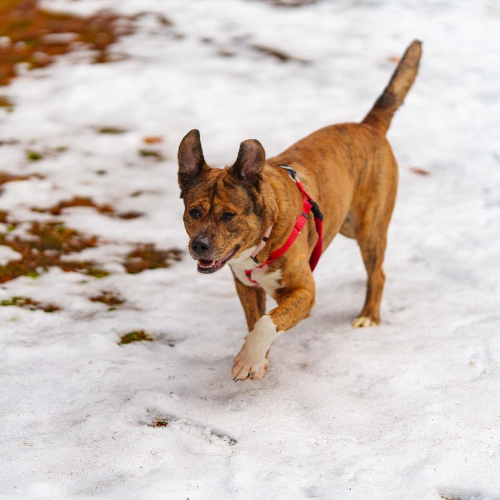 Enlarge Rocky Man, a Adoptable Mixed Breed in West Olive, MI image 1/6