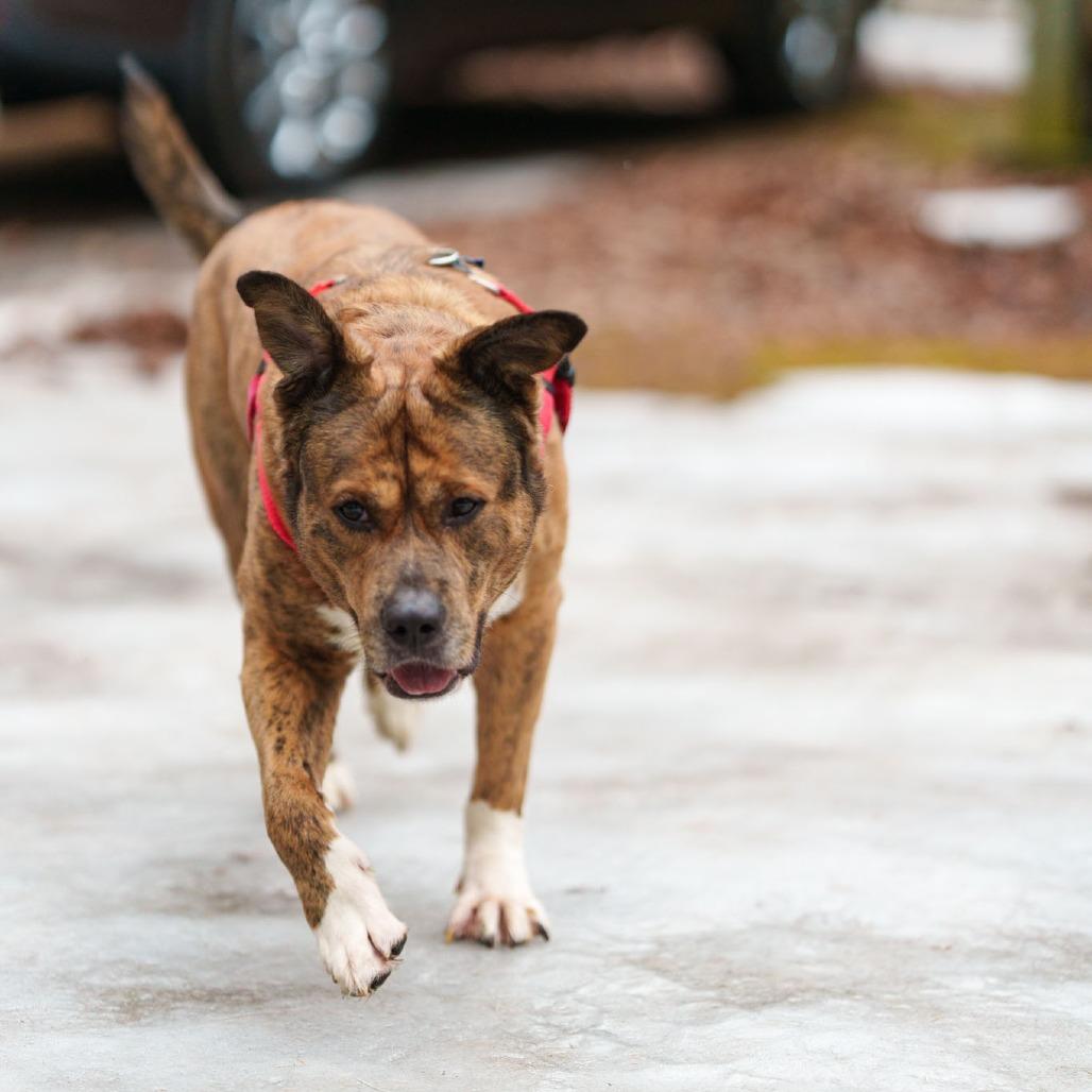 Enlarge Rocky Man, a Adoptable Mixed Breed in West Olive, MI image 2/6