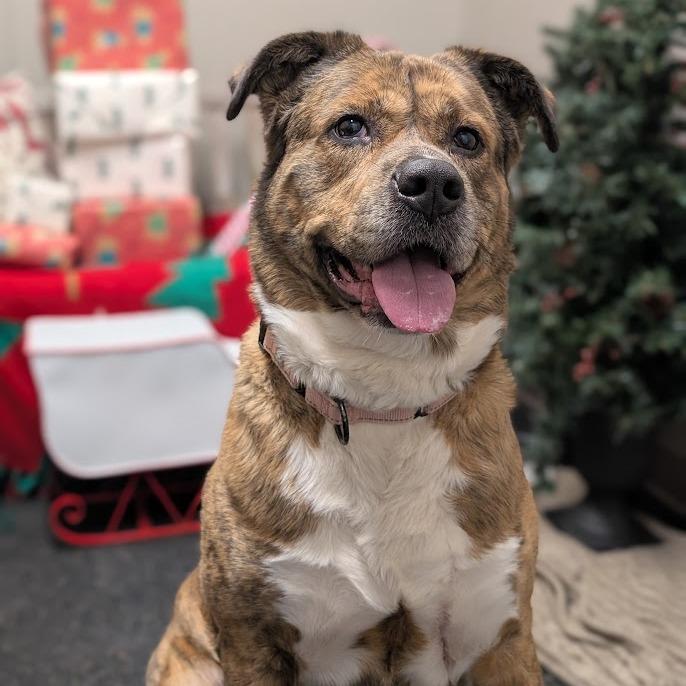 Enlarge Rocky Man, a Adoptable Mixed Breed in West Olive, MI image 4/6