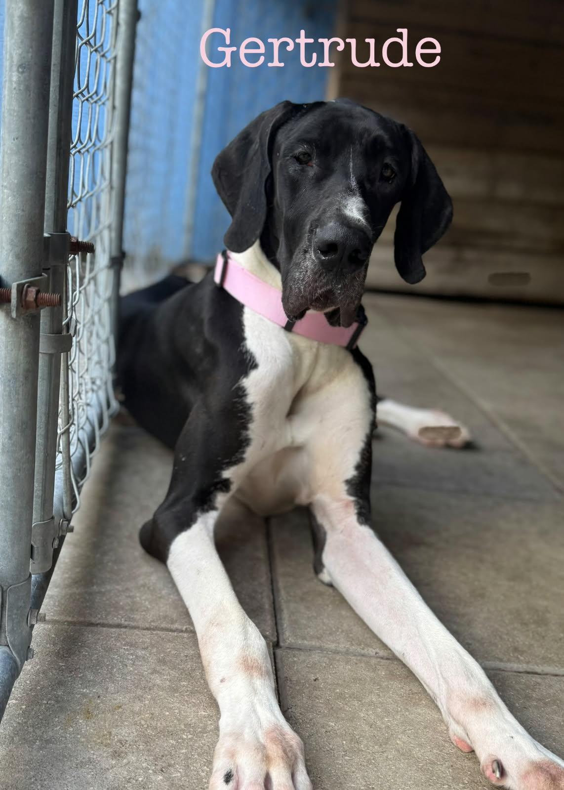 Enlarge Gertrude, a Adoptable Great Dane in Jupiter, FL image 1/3