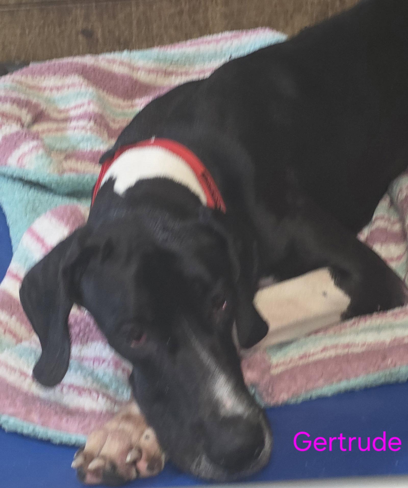 Gertrude, Adoptable, Young Female Great Dane.