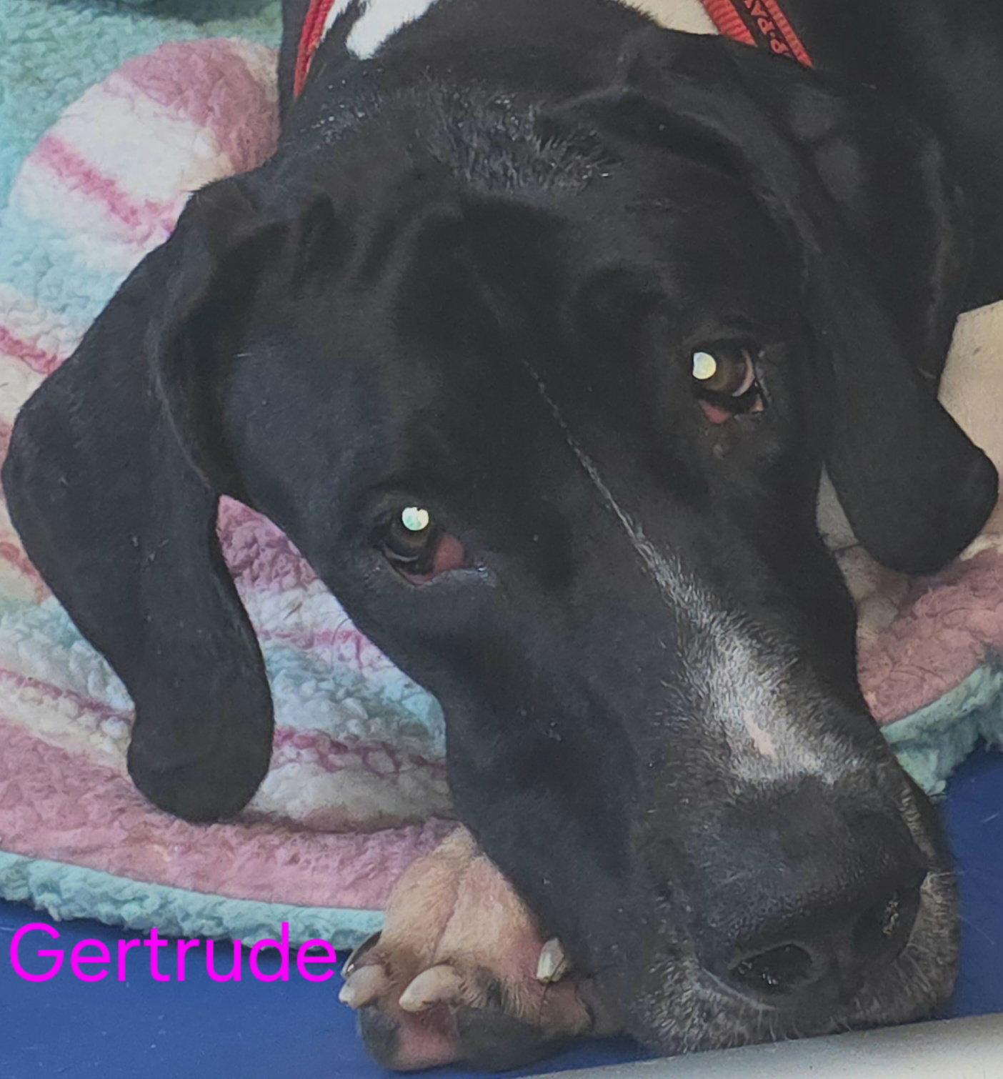 Enlarge Gertrude, a Adoptable Great Dane in Jupiter, FL image 2/2