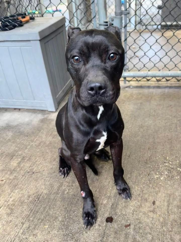 Enlarge Nathan, a ADOPTABLE Pit Bull Terrier in Chicago, IL image 4/5