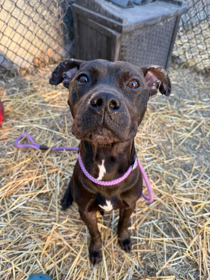 Enlarge Nathan, a ADOPTABLE Pit Bull Terrier in Chicago, IL image 3/5