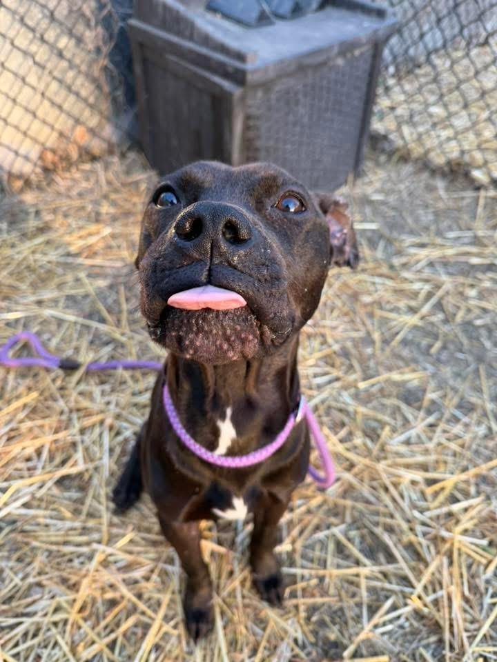Enlarge Nathan, a ADOPTABLE Pit Bull Terrier in Chicago, IL image 2/5