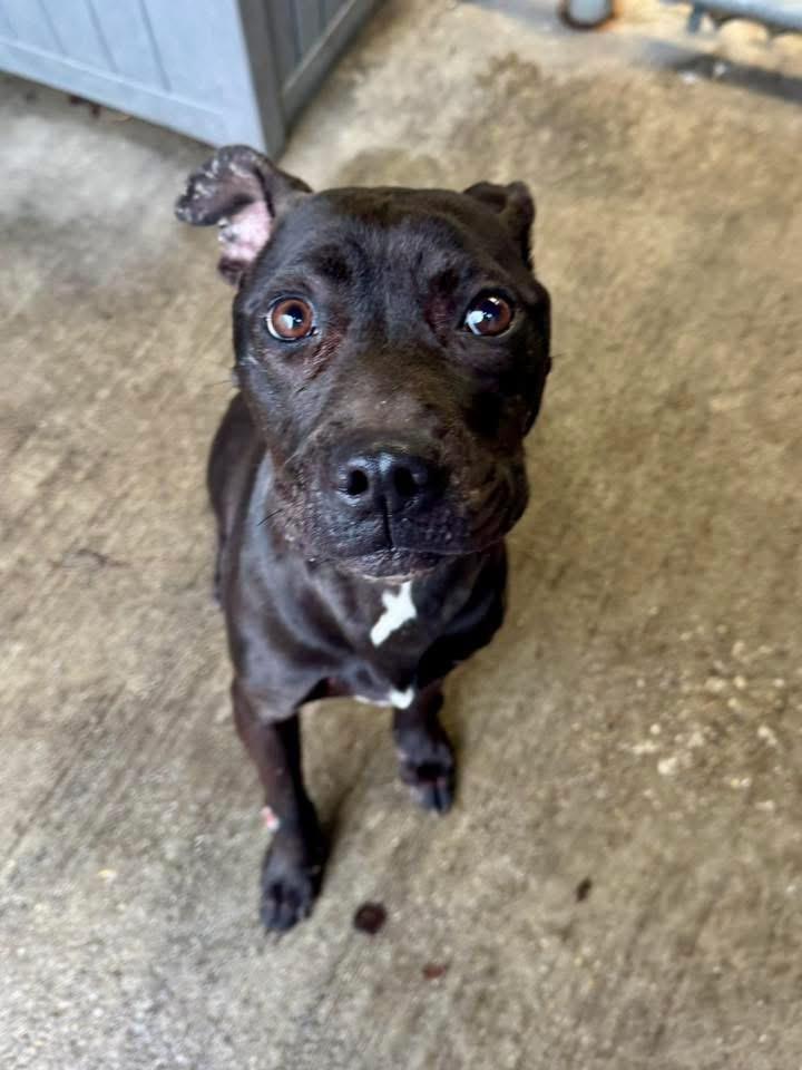 Enlarge Nathan, a ADOPTABLE Pit Bull Terrier in Chicago, IL image 1/5