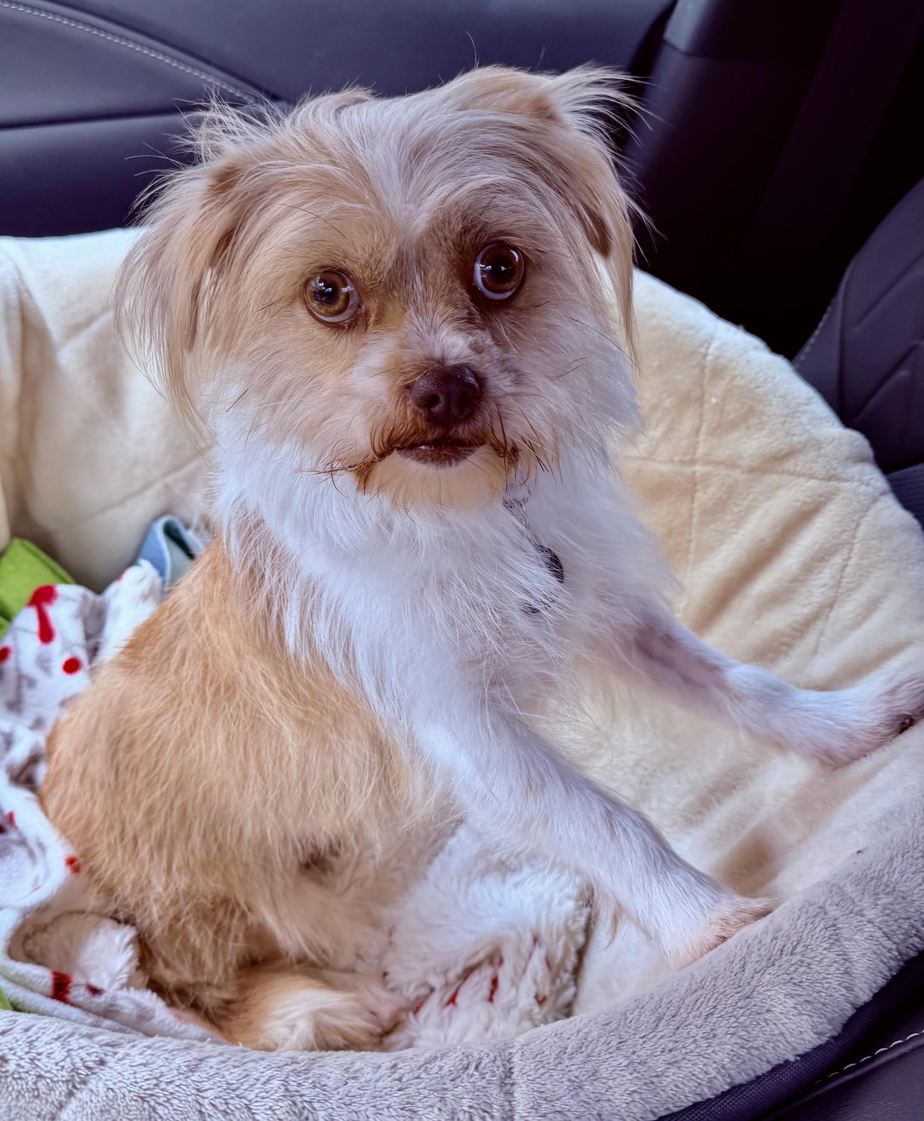 Enlarge Valentina Savor, a Adoptable mixed breed in Plano, TX image 1/1