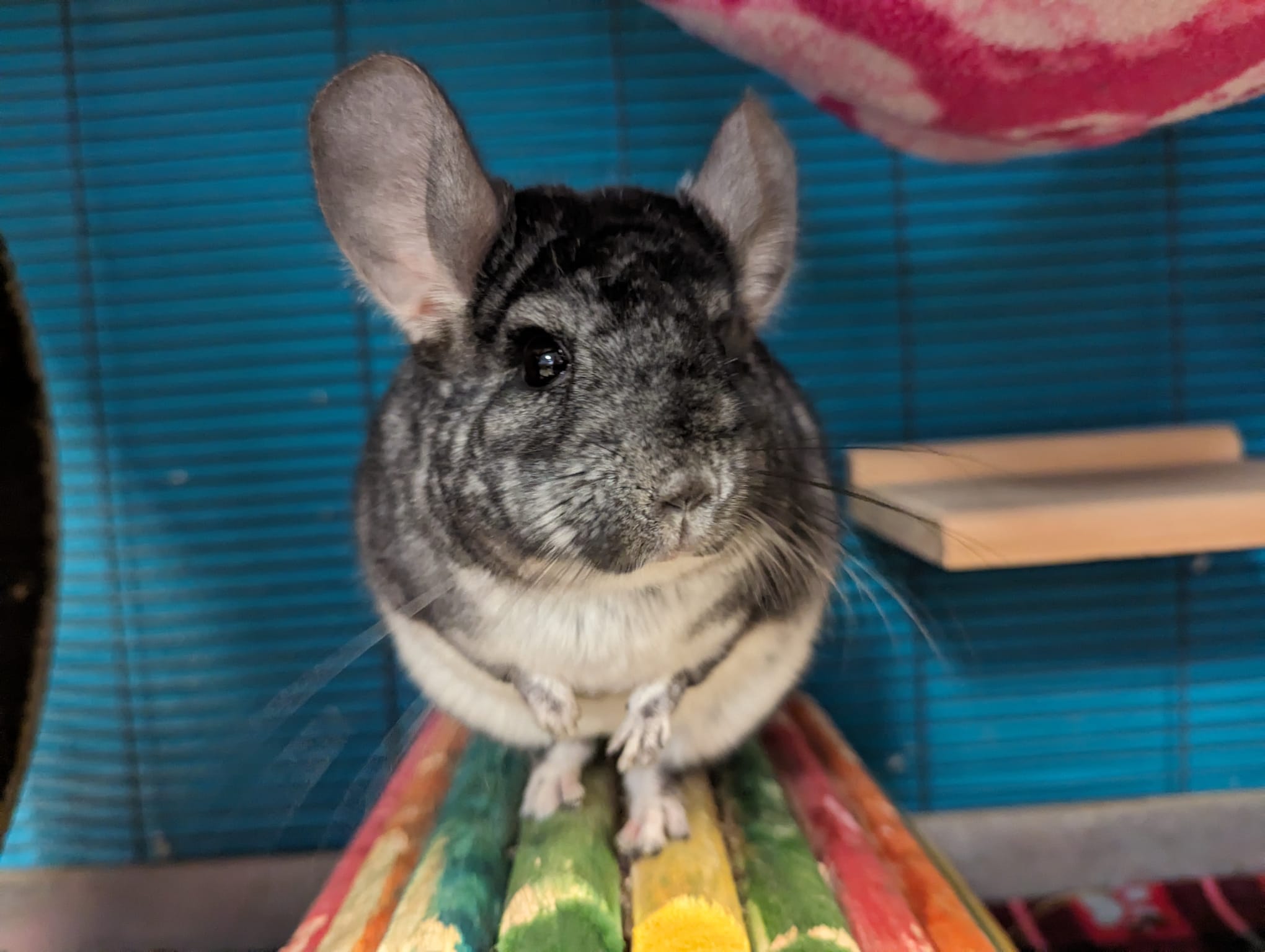 Enlarge Prada, a Adoptable Chinchilla in Fountain Valley, CA image 1/5