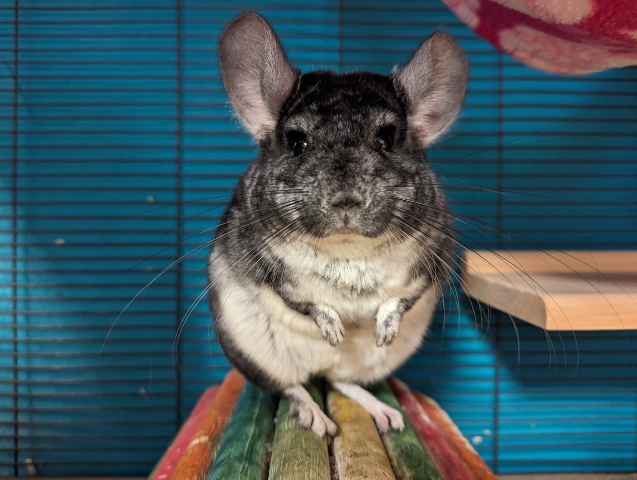 Enlarge Prada, a Adoptable Chinchilla in Fountain Valley, CA image 2/5