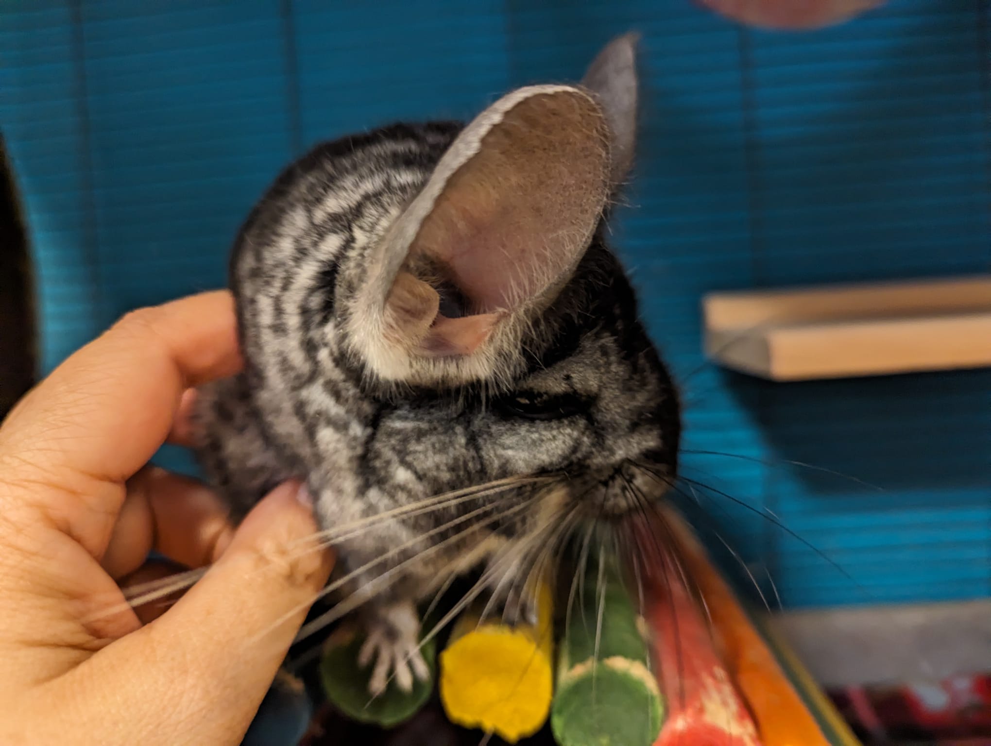 Enlarge Prada, a Adoptable Chinchilla in Fountain Valley, CA image 3/5