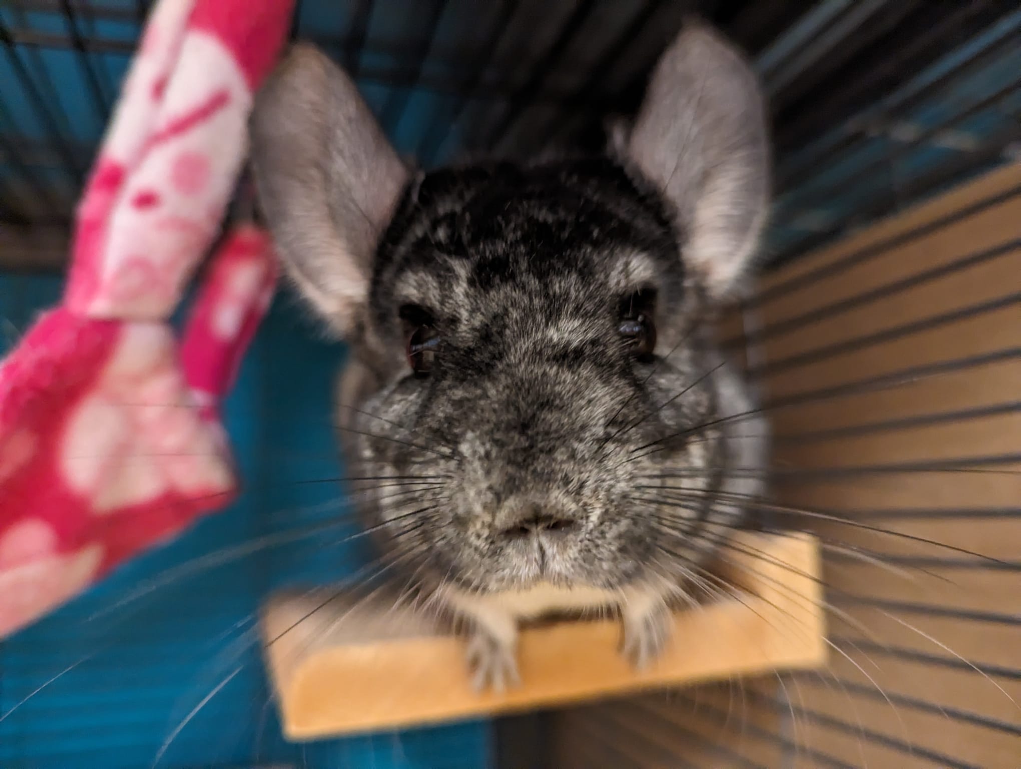 Enlarge Prada, a Adoptable Chinchilla in Fountain Valley, CA image 4/5