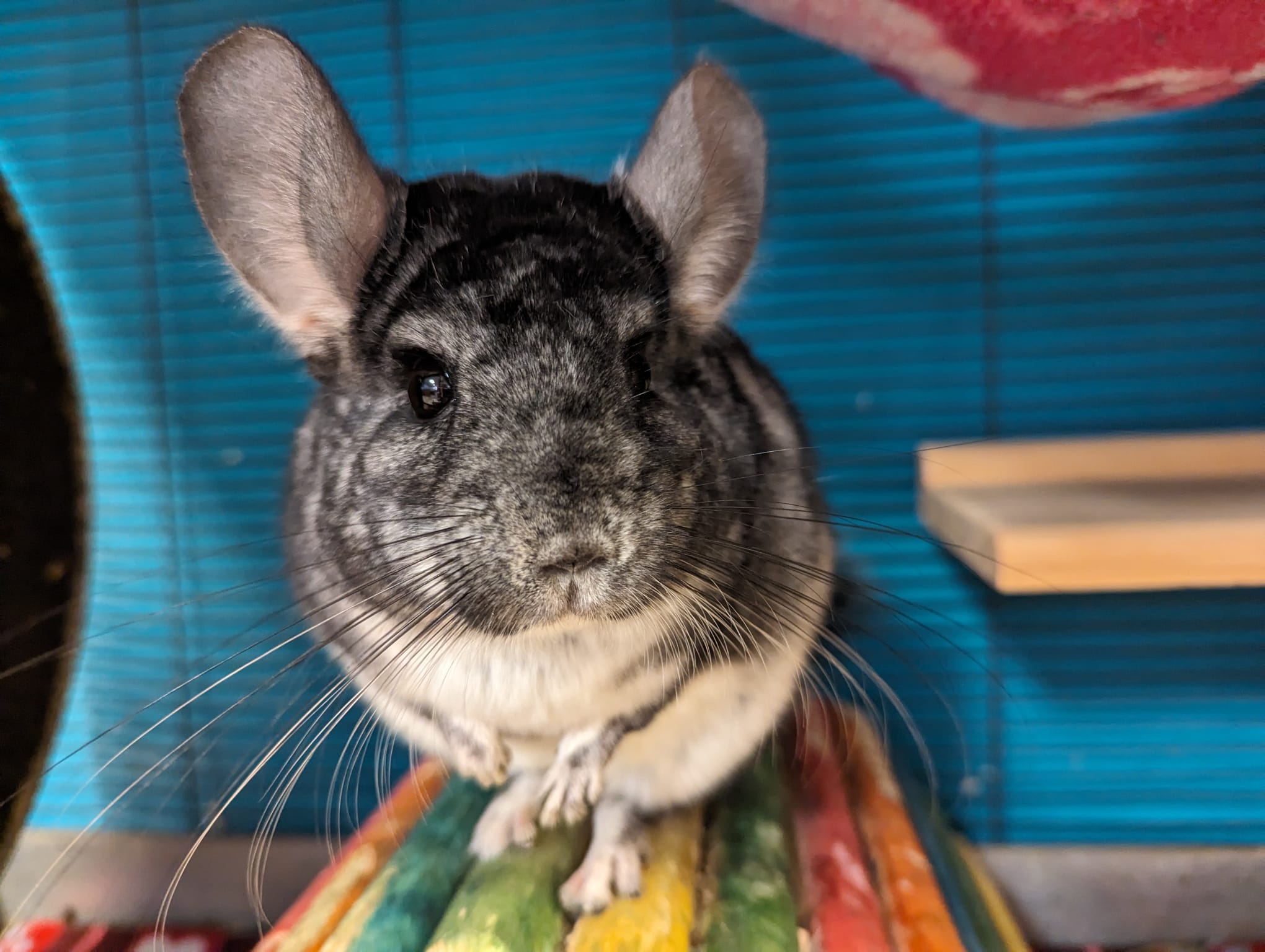 Enlarge Prada, a Adoptable Chinchilla in Fountain Valley, CA image 5/5