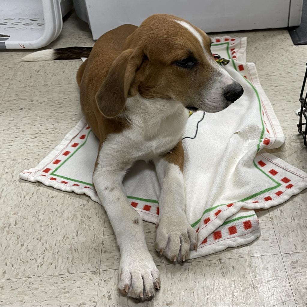 Tristin, Adoptable, Adult Male Hound & Catahoula Leopard Dog.