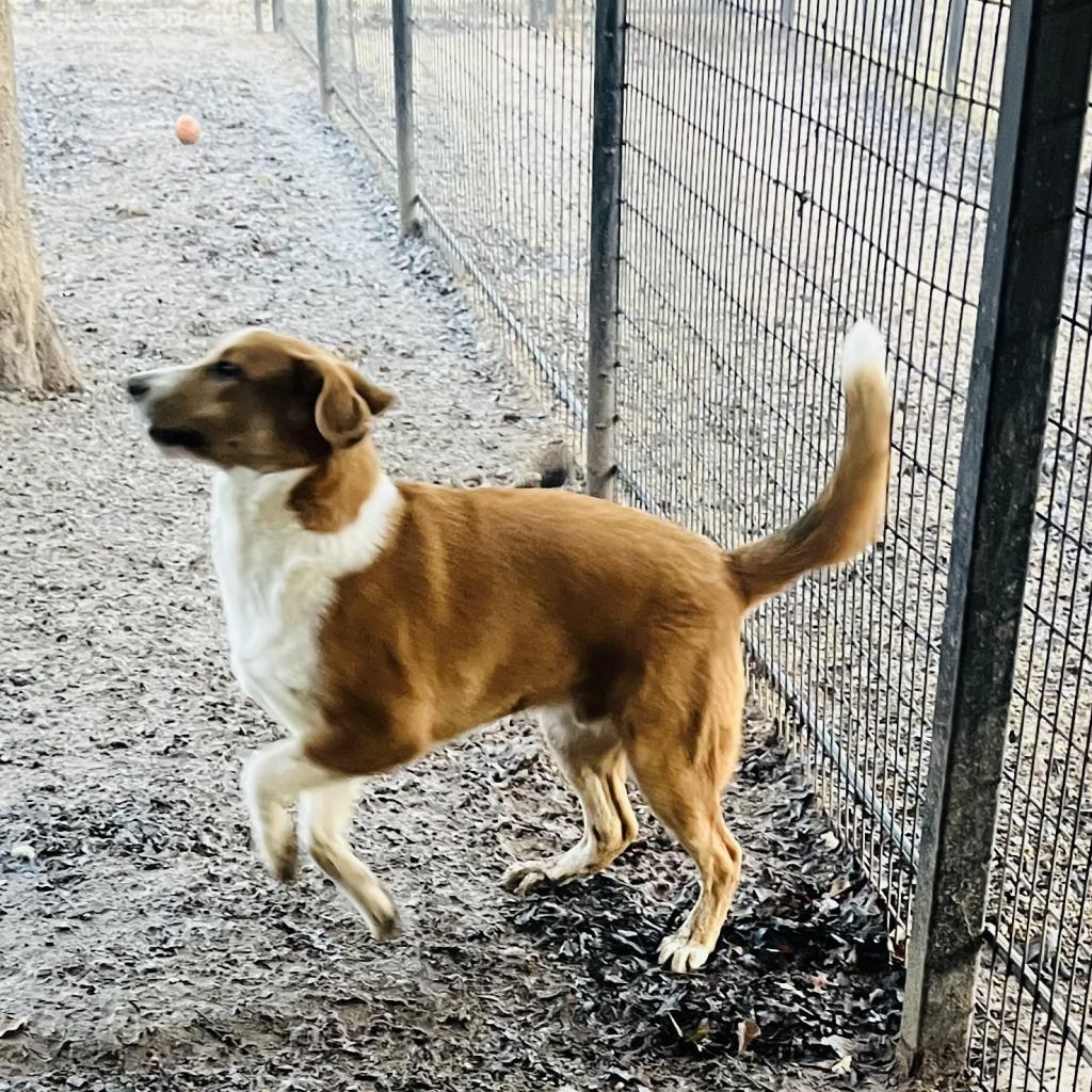 Tristin, a Adoptable mixed breed in Dallas, TX image 2/6