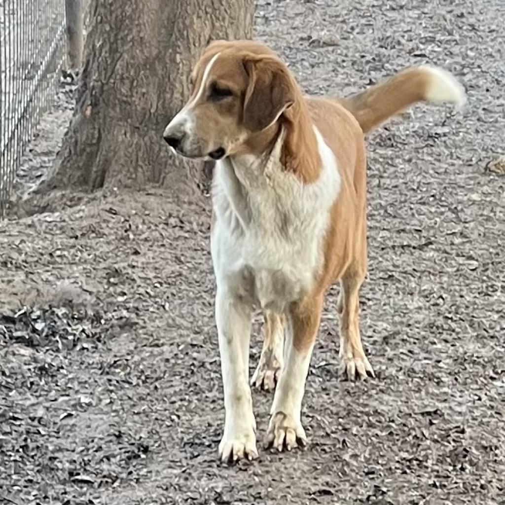 Tristin, a Adoptable mixed breed in Dallas, TX image 3/6