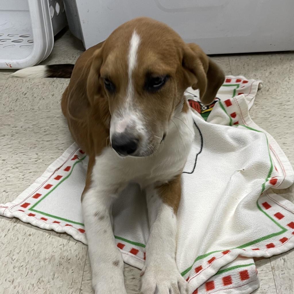 Tristin, a Adoptable mixed breed in Dallas, TX image 4/6