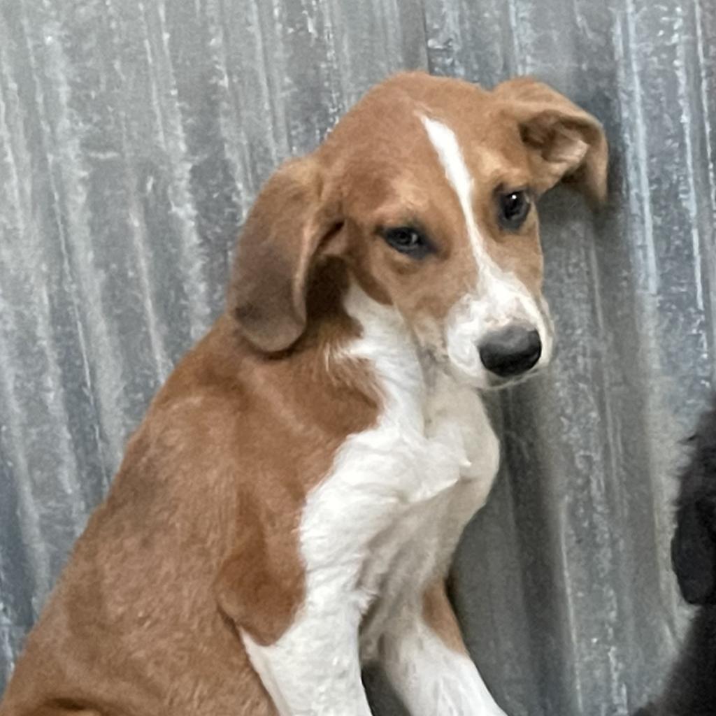 Tristin, a Adoptable mixed breed in Dallas, TX image 5/6