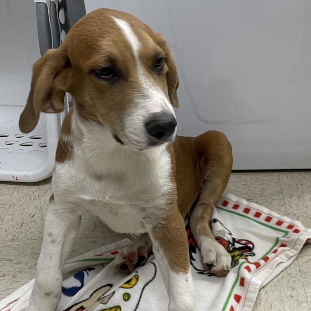 Tristin, a Adoptable mixed breed in Dallas, TX image 6/6