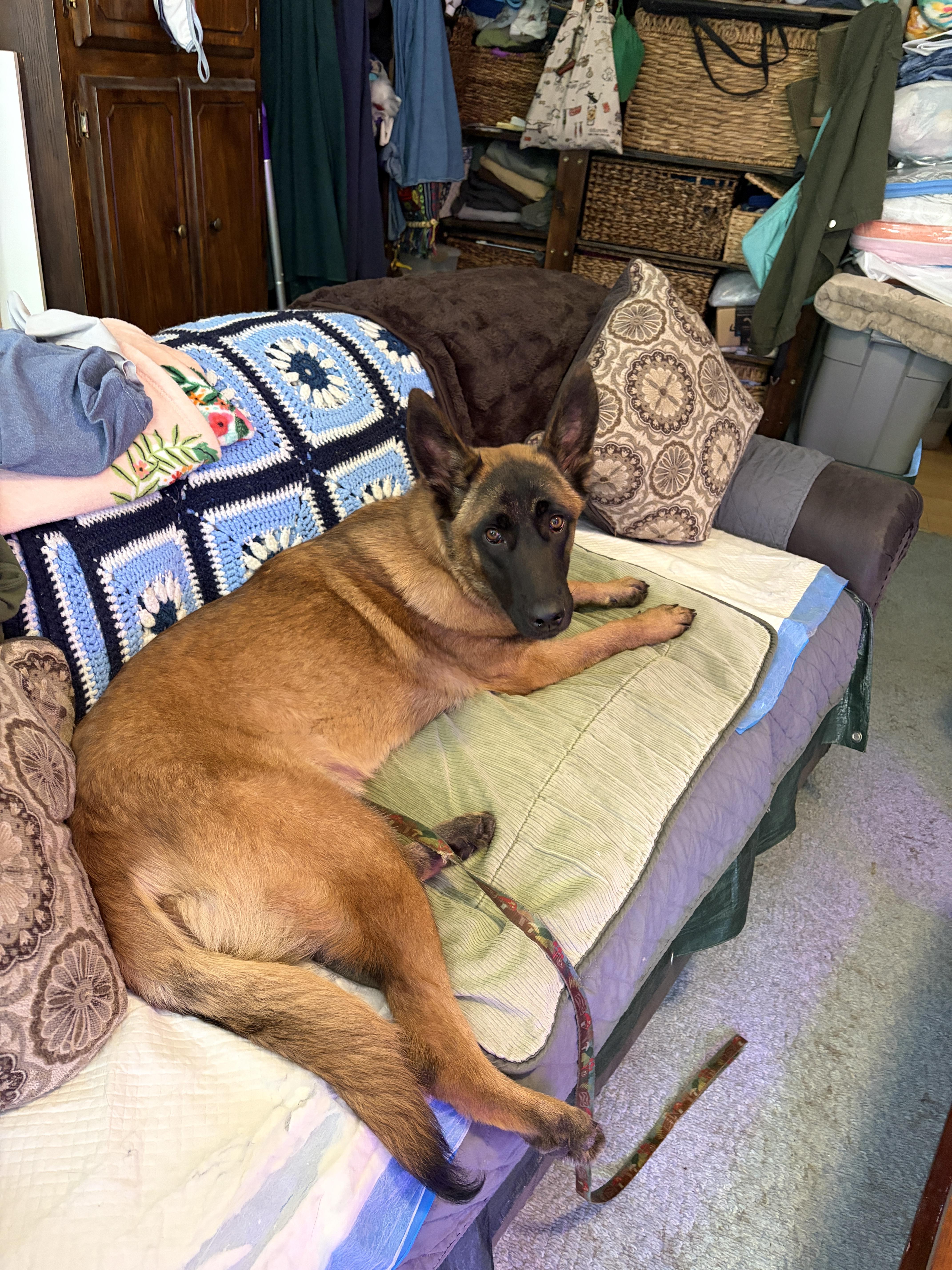 Enlarge Nyx, a ADOPTABLE Belgian Shepherd / Malinois in Corinth, NY image 3/4