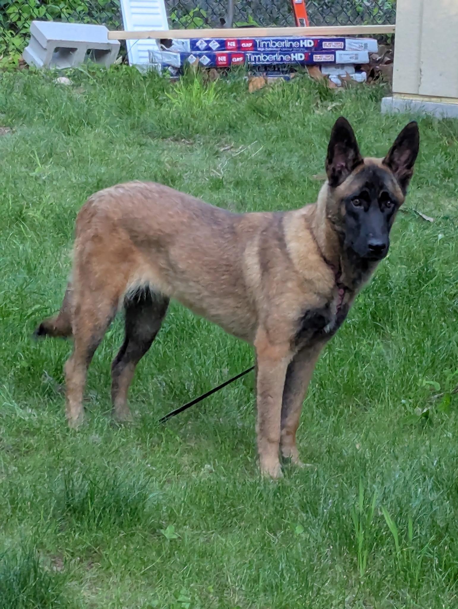Enlarge Nyx, a ADOPTABLE Belgian Shepherd / Malinois in Corinth, NY image 1/4