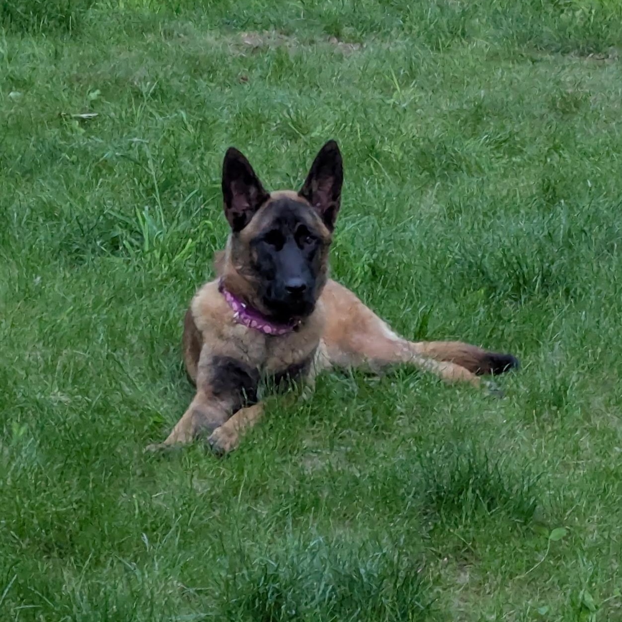 Enlarge Nyx, a ADOPTABLE Belgian Shepherd / Malinois in Corinth, NY image 4/4