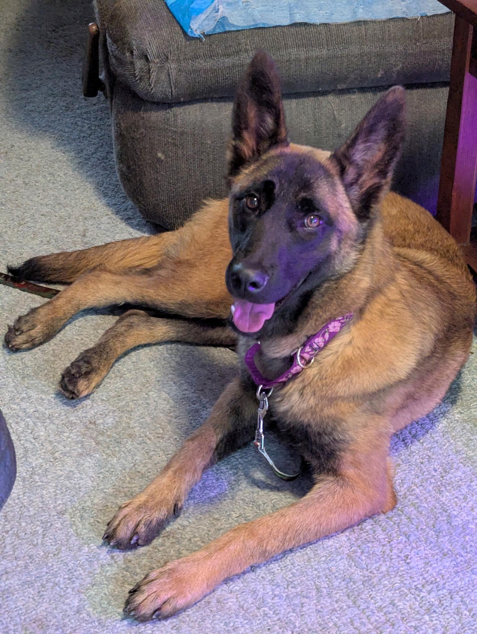 Enlarge Nyx, a ADOPTABLE Belgian Shepherd / Malinois in Corinth, NY image 2/4