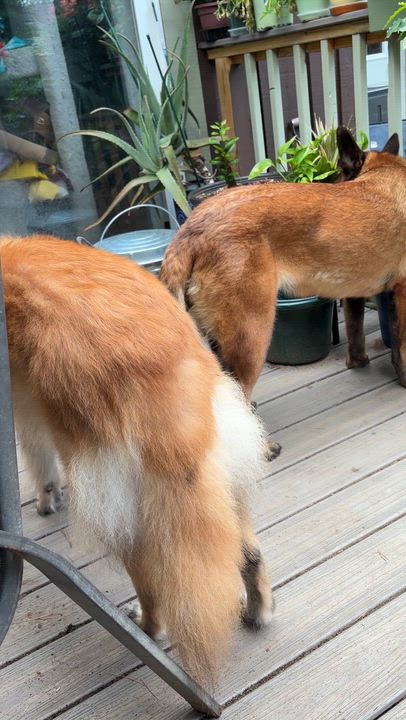 Enlarge Nyx, a ADOPTABLE Belgian Shepherd / Malinois in Corinth, NY video 3/4