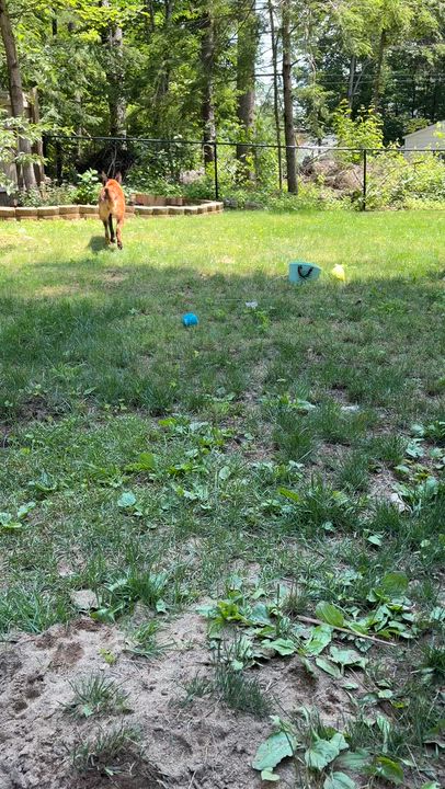 Enlarge Nyx, a ADOPTABLE Belgian Shepherd / Malinois in Corinth, NY video 4/4