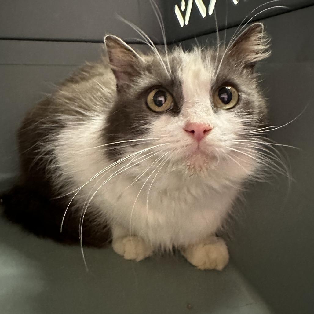 Enlarge Mama Chic, a Adoptable Domestic Medium Hair in Mount Juliet, TN image 1/1