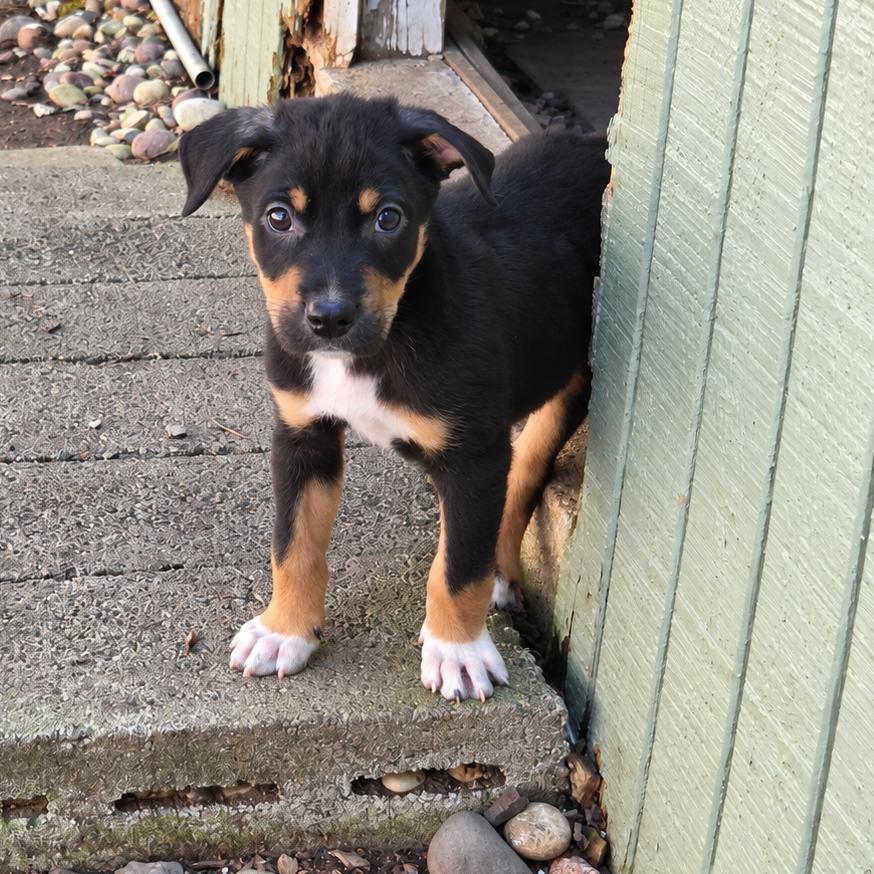 Enlarge Burt, a Adoptable mixed breed in Mundelein, IL image 3/6