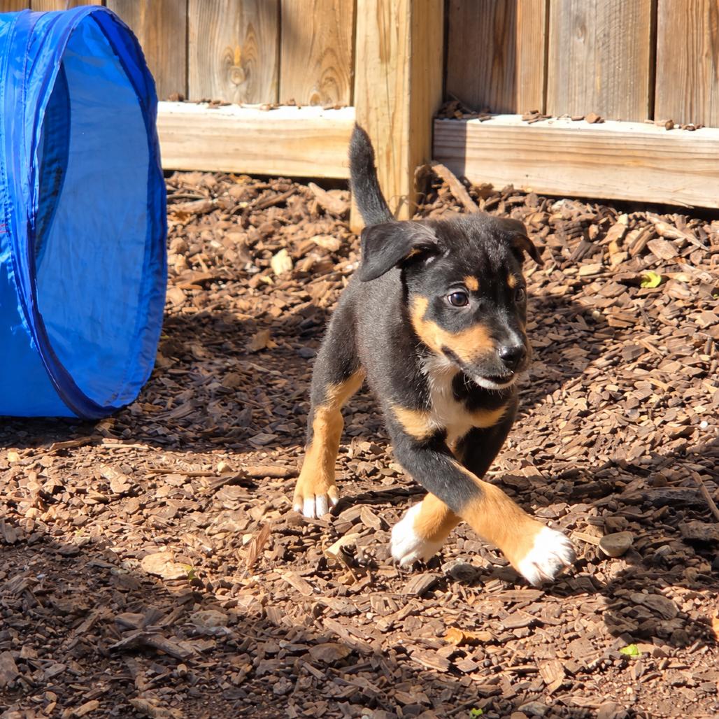 Enlarge Burt, a Adoptable mixed breed in Mundelein, IL image 5/6
